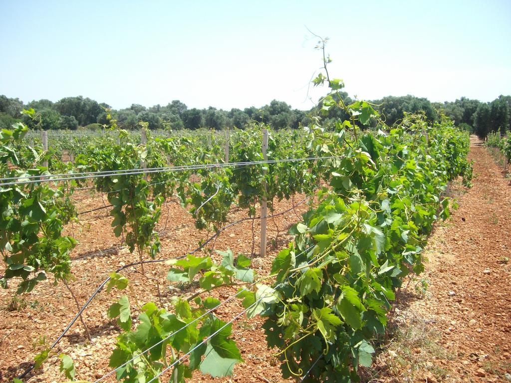 San Marzano di San Giuseppe Masseria Nuovaゲストハウス エクステリア 写真