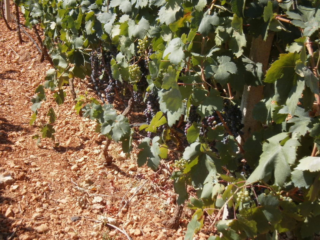 San Marzano di San Giuseppe Masseria Nuovaゲストハウス エクステリア 写真