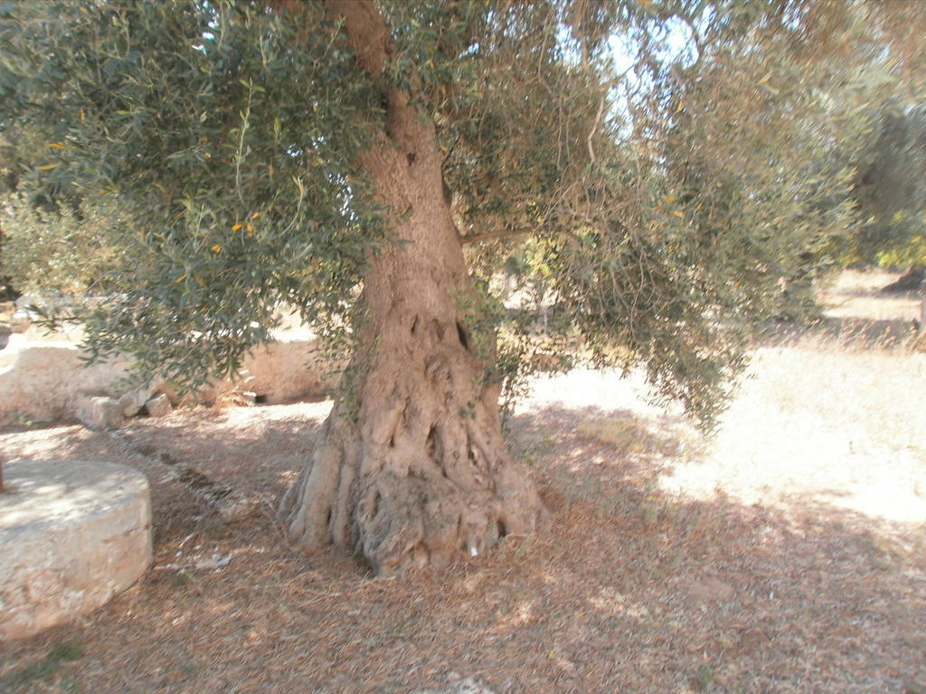 San Marzano di San Giuseppe Masseria Nuovaゲストハウス エクステリア 写真