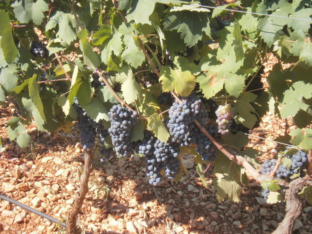 San Marzano di San Giuseppe Masseria Nuovaゲストハウス エクステリア 写真