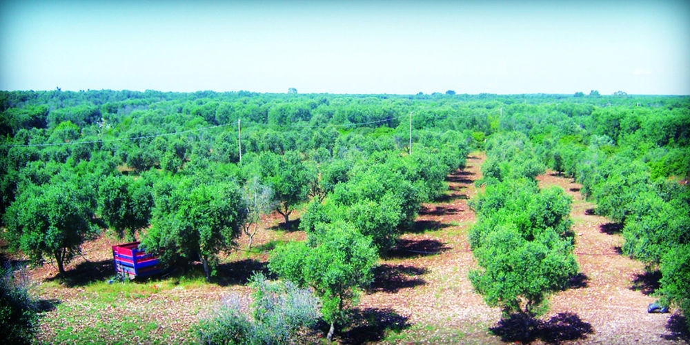 Masseria Nuova フランカヴィッラ・フォンターナ エクステリア 写真